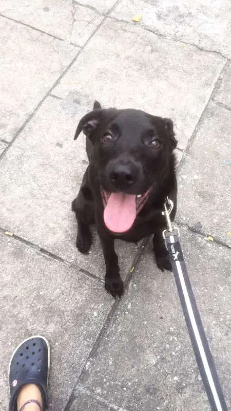 Cachorro ra a Vira lata idade 7 a 11 meses nome Saroo