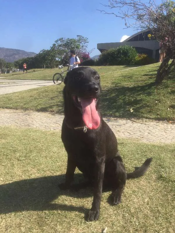 Cachorro ra a Vira lata idade 7 a 11 meses nome Saroo