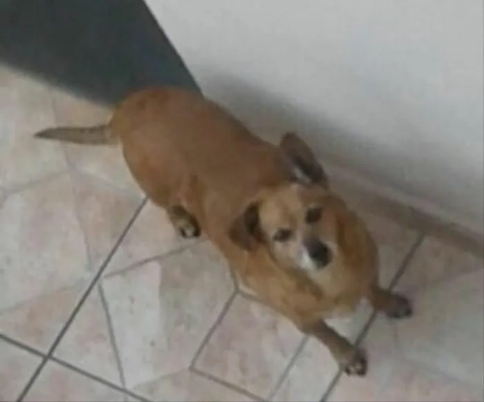 Cachorro ra a SRD idade 6 ou mais anos nome Mel