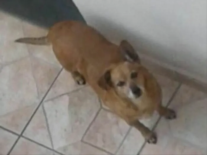 Cachorro ra a SRD idade 6 ou mais anos nome Mel