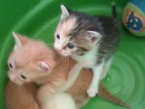 Gato raça SRD idade Abaixo de 2 meses nome Junão