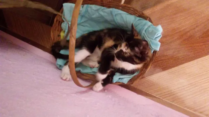 Gato ra a ---- idade Abaixo de 2 meses nome Lisa