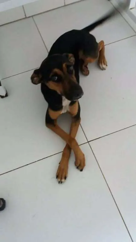 Cachorro ra a Srd idade 1 ano nome Henna