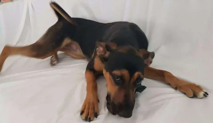 Cachorro ra a Srd idade 1 ano nome Henna