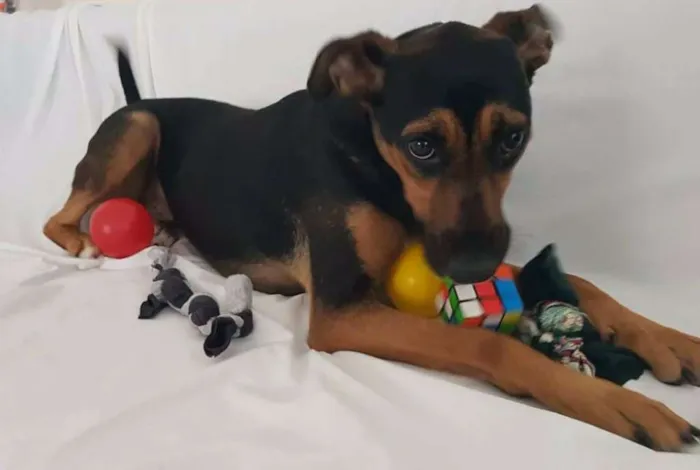 Cachorro ra a Srd idade 1 ano nome Henna