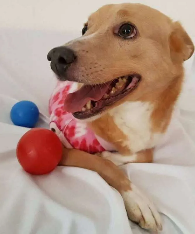Cachorro ra a srd idade 3 anos nome Vitória