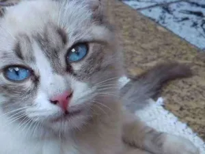 Gato raça  idade 7 a 11 meses nome Sem nome
