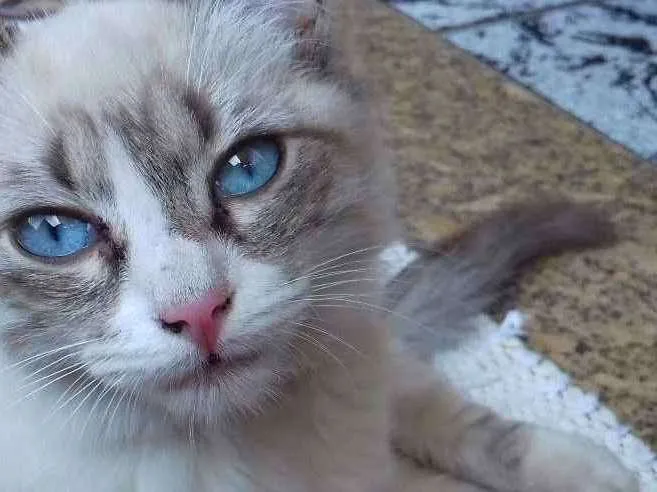 Gato ra a  idade 7 a 11 meses nome Sem nome