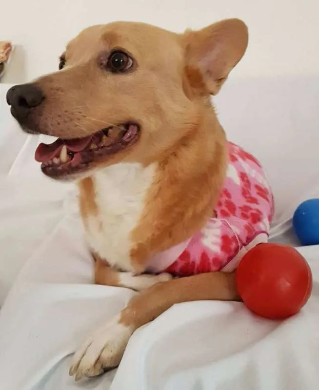 Cachorro ra a srd idade 3 anos nome Vitória