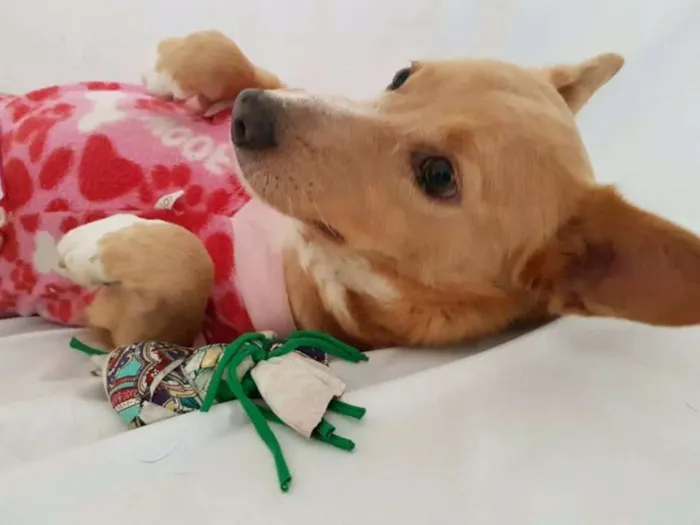 Cachorro ra a srd idade 3 anos nome Vitória