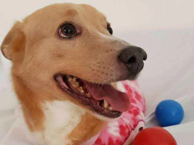 Cachorro ra a srd idade 3 anos nome Vitória