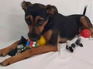 Cachorro raça Srd idade 1 ano nome Henna