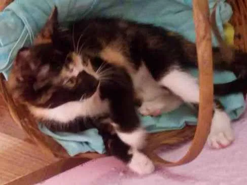 Gato ra a ---- idade Abaixo de 2 meses nome Lisa