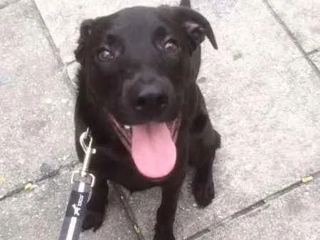 Cachorro ra a Vira lata idade 7 a 11 meses nome Saroo