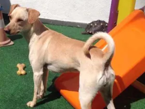 Cachorro raça SRD idade 2 anos nome Pit Pet