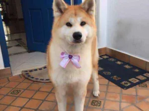 Cachorro raça Akita idade 6 ou mais anos nome Yumi