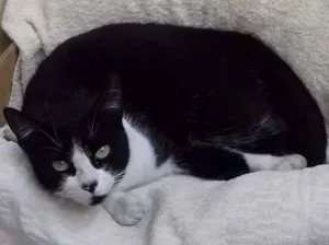 Gato raça SRD idade 1 ano nome Levada