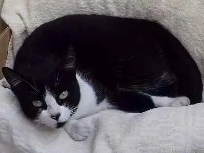 Gato ra a SRD idade 1 ano nome Levada