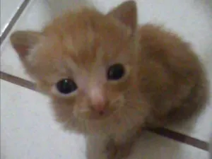 Gato raça SRD idade Abaixo de 2 meses nome Juninho