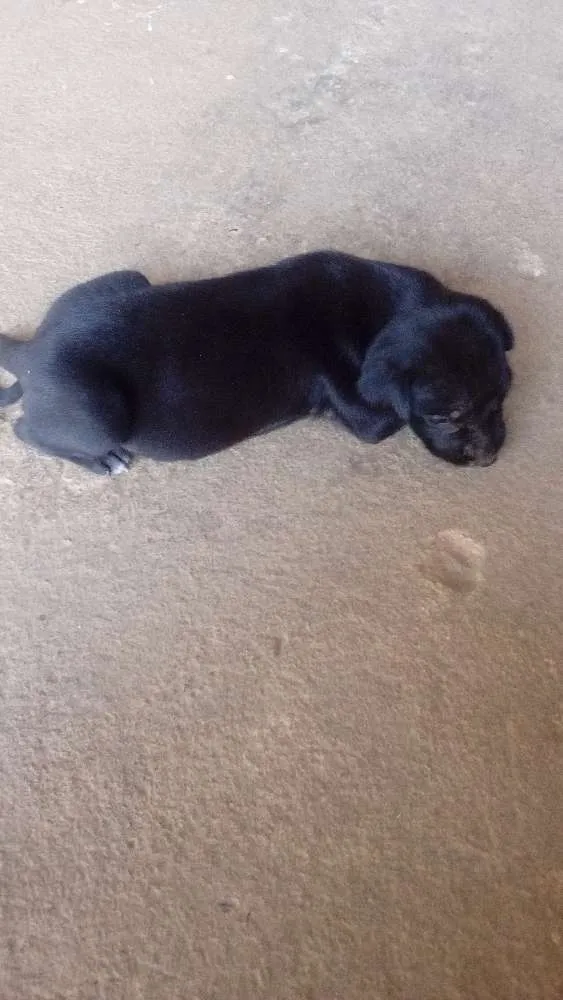 Cachorro raça Não sei  idade Abaixo de 2 meses nome Não tem 