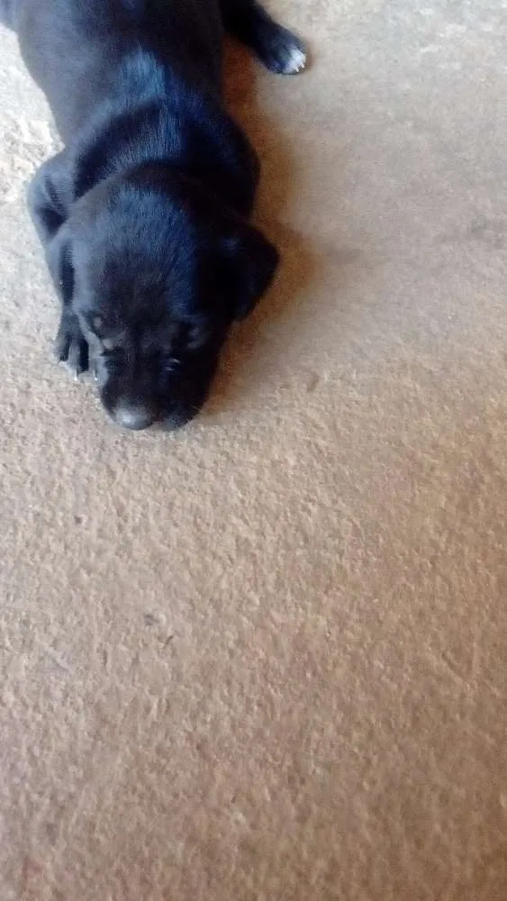 Cachorro raça Não sei  idade Abaixo de 2 meses nome Não tem 