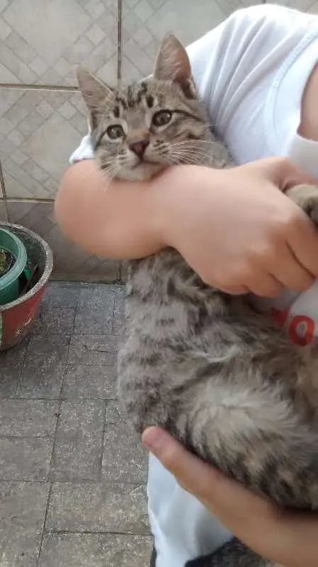 Gato ra a Siamês idade 2 a 6 meses nome sem nome