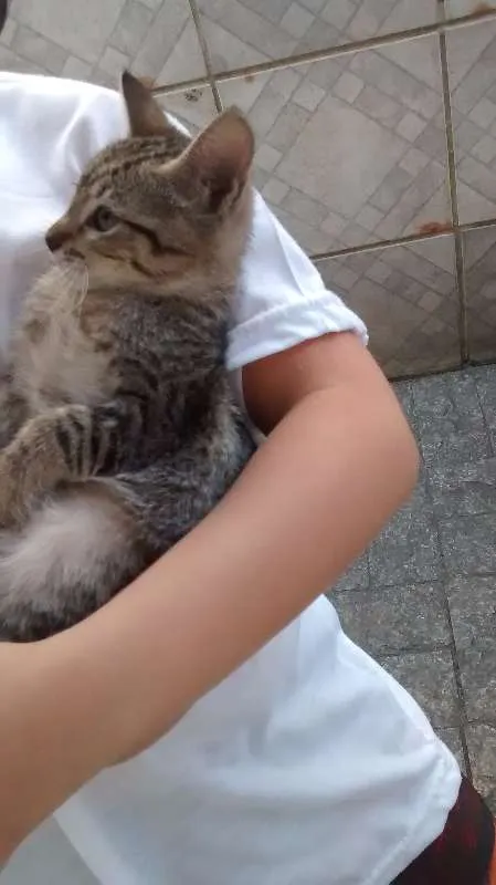 Gato ra a Siamês idade 2 a 6 meses nome sem nome