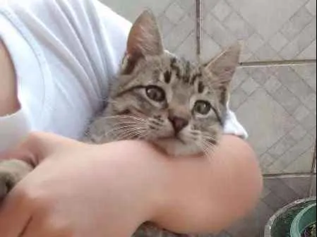 Gato ra a Siamês idade 2 a 6 meses nome sem nome