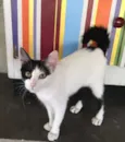 Mia