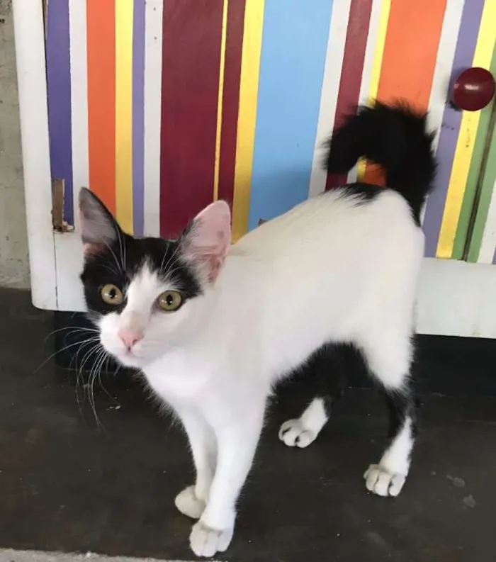 Gato ra a Mestiça idade 2 a 6 meses nome Mia