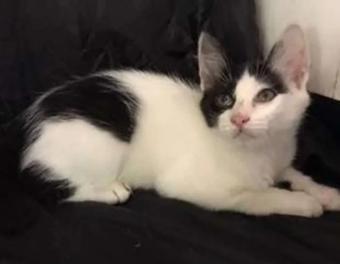 Gato ra a Mestiça idade 2 a 6 meses nome Mia