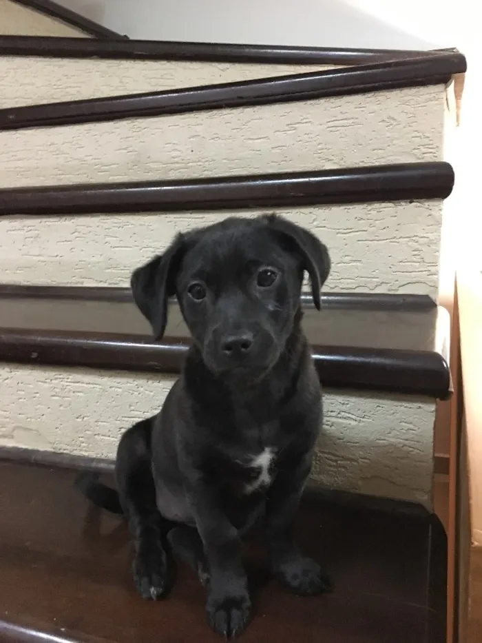 Cachorro ra a SRD idade 2 a 6 meses nome Nina