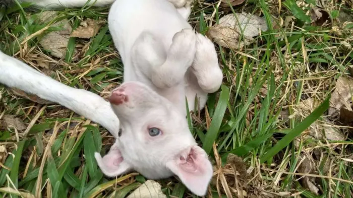Cachorro ra a srd idade 2 a 6 meses nome Guima