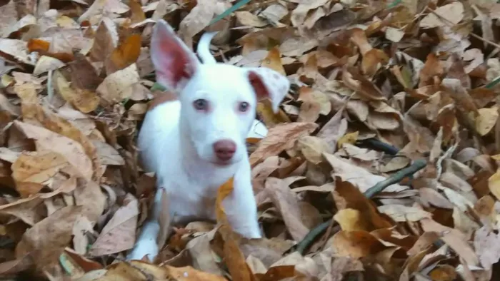 Cachorro ra a srd idade 2 a 6 meses nome Guima