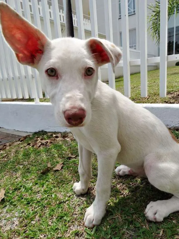 Cachorro ra a srd idade 2 a 6 meses nome Guima
