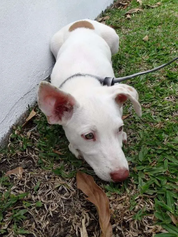 Cachorro ra a srd idade 2 a 6 meses nome Guima