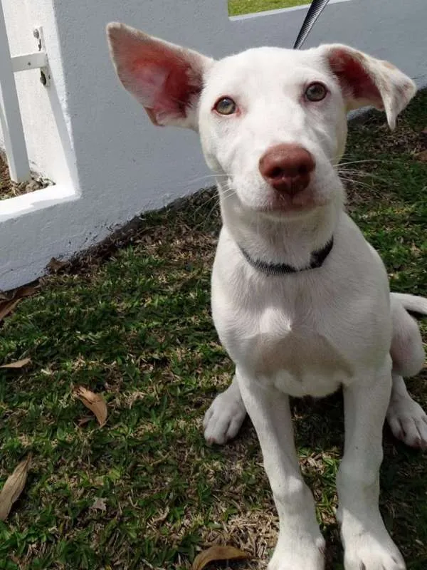 Cachorro ra a srd idade 2 a 6 meses nome Guima