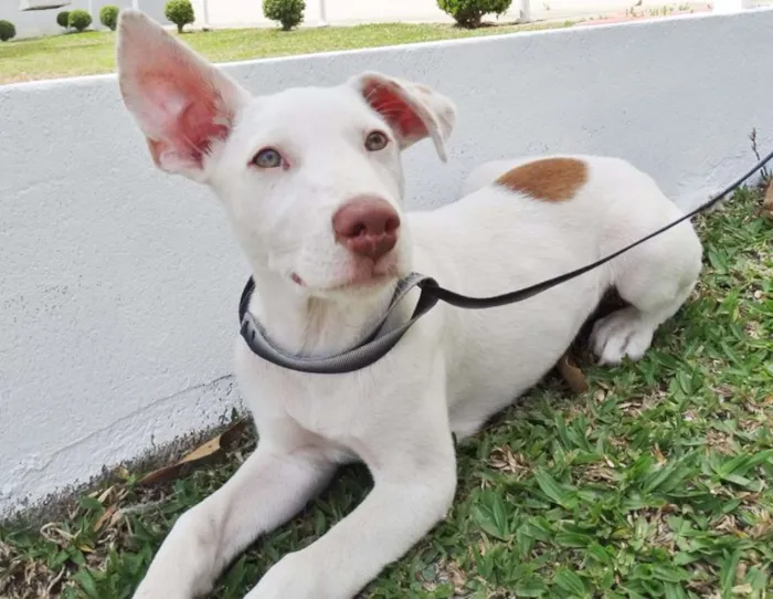 Cachorro ra a srd idade 2 a 6 meses nome Guima
