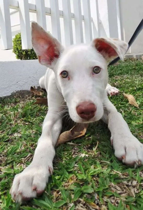 Cachorro ra a srd idade 2 a 6 meses nome Guima