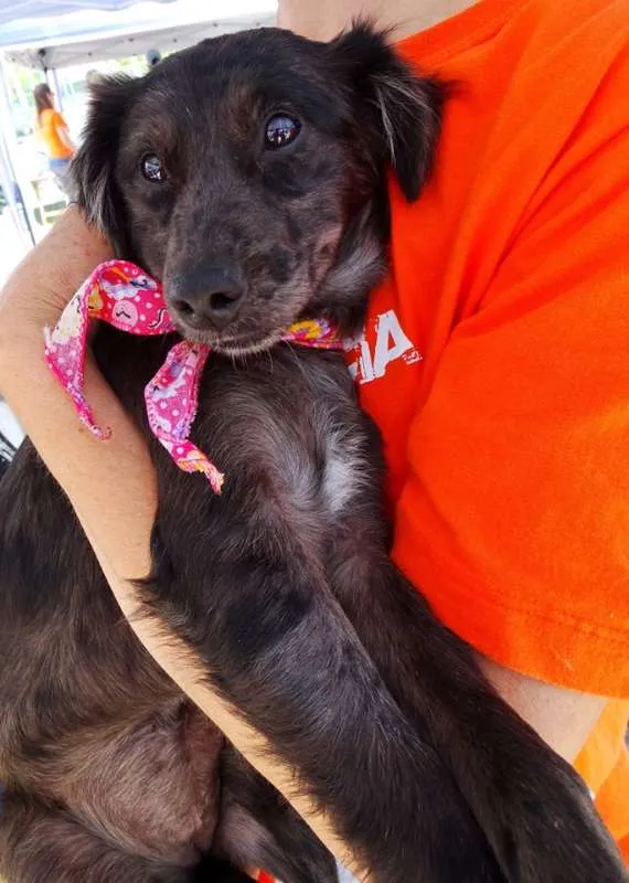 Cachorro ra a SRD idade 2 a 6 meses nome Tulipa