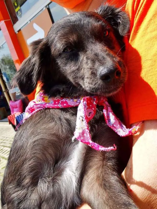 Cachorro ra a SRD idade 2 a 6 meses nome Tulipa