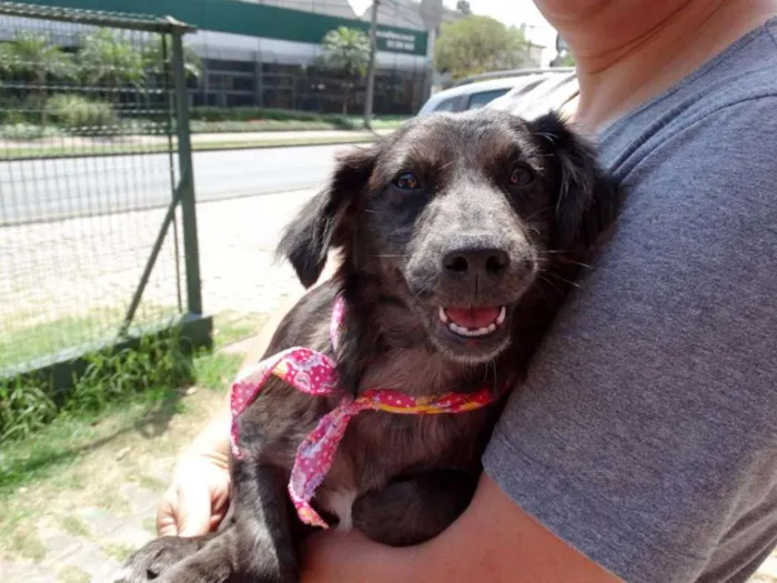Cachorro ra a SRD idade 2 a 6 meses nome Tulipa