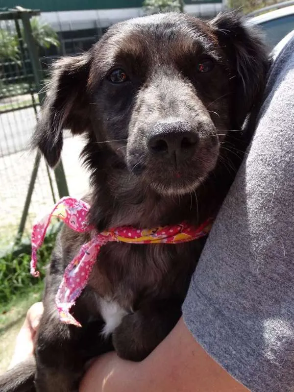 Cachorro ra a SRD idade 2 a 6 meses nome Tulipa