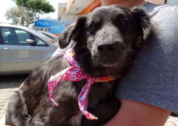 Cachorro ra a SRD idade 2 a 6 meses nome Tulipa
