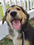 Pompom