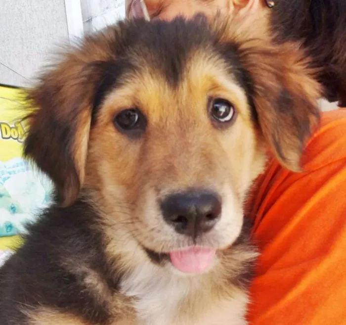 Cachorro ra a SRD idade 2 a 6 meses nome Pompom