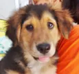 Pompom
