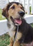 Pompom