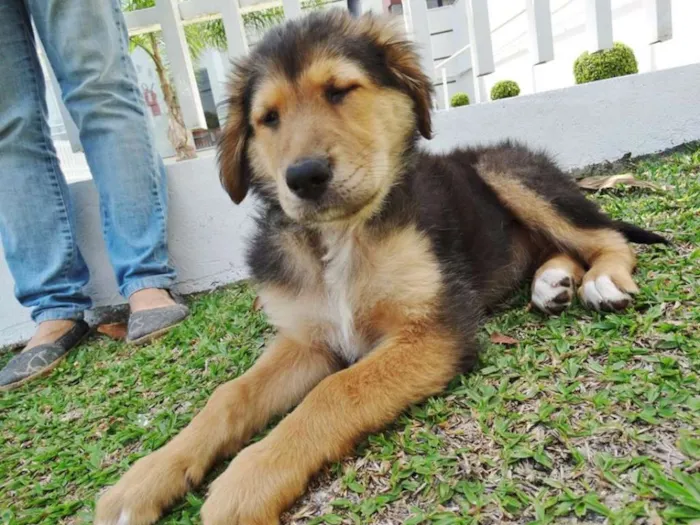 Cachorro ra a SRD idade 2 a 6 meses nome Pompom