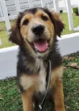 Pompom